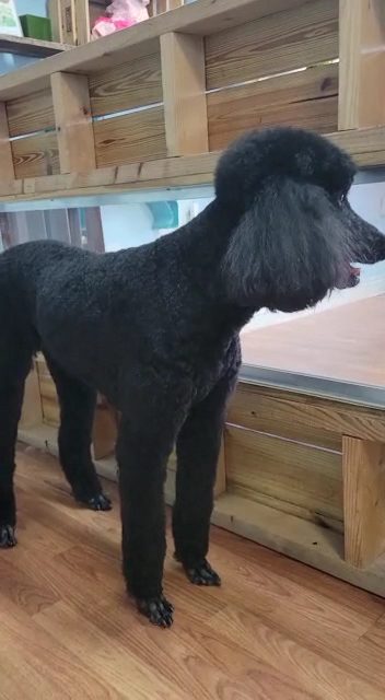 black standard poodle