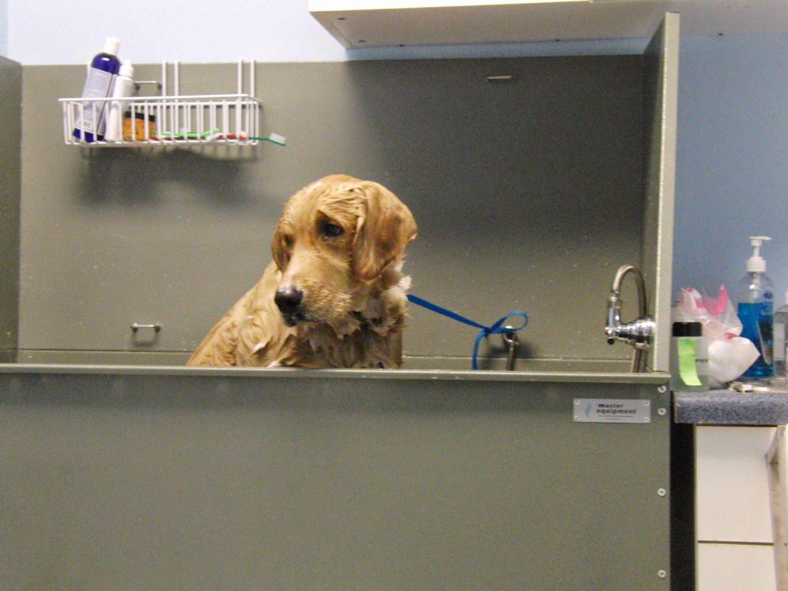 golden retriever grooming bath