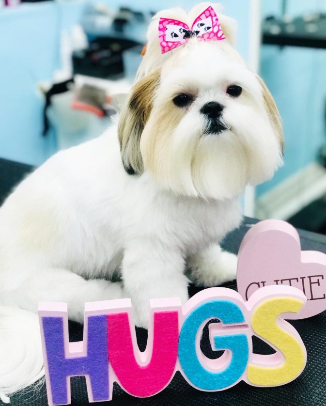groomed shihtzu pink bow