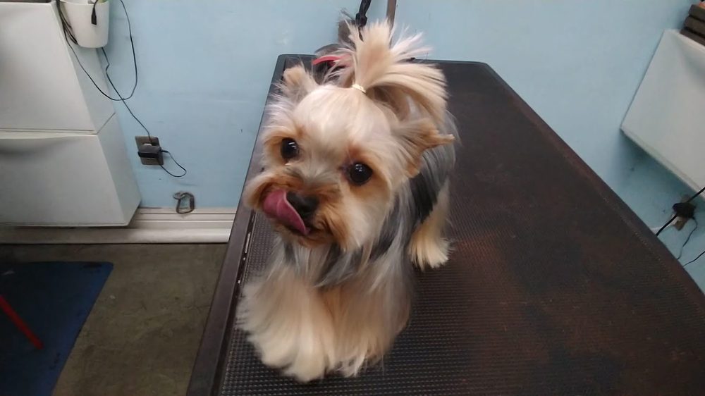 Freshly groomed dog at Canine Beach Pet Grooming