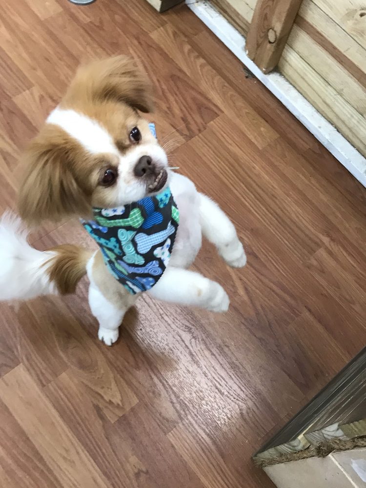 papillon mix begging