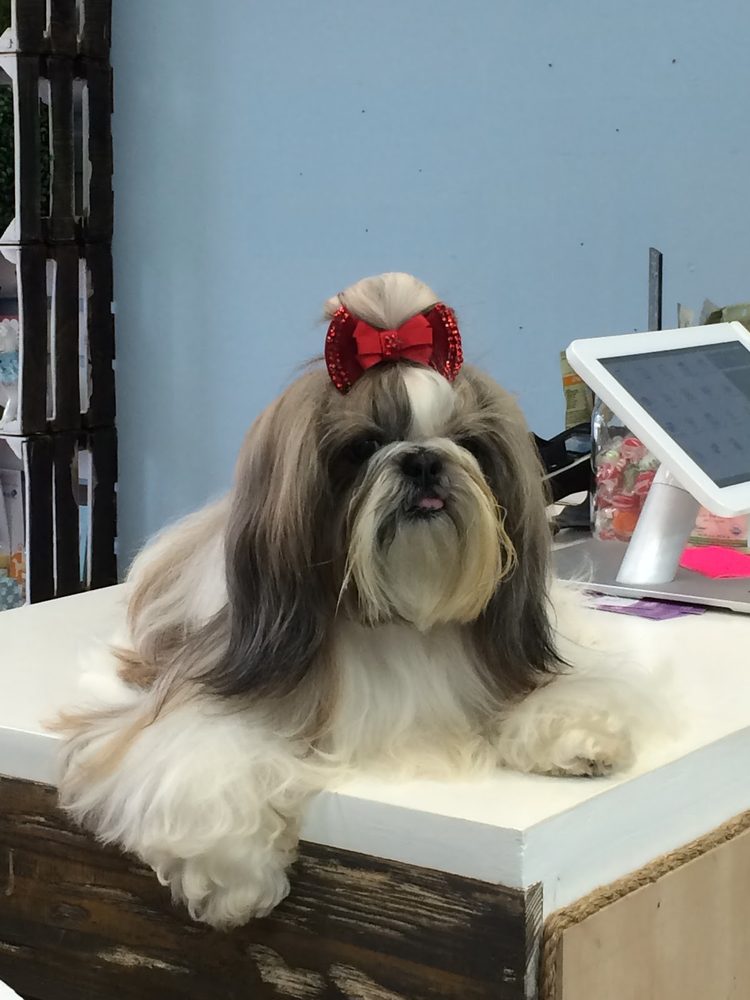 Teeth Brushing & Dental Cleaning at Canine Beach Pet Grooming