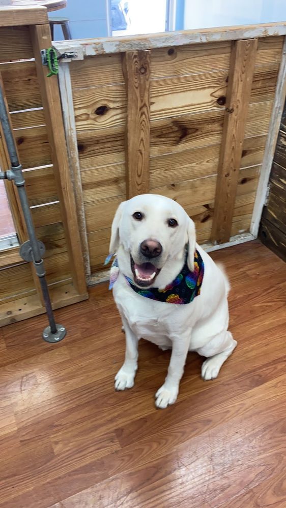 Bath & Brush Packages at Canine Beach Pet Grooming