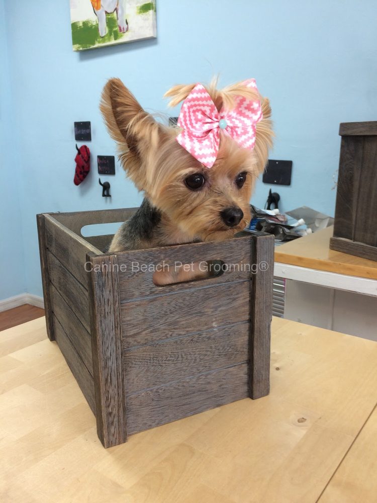 yorkie pink bow crate